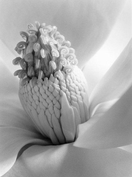 Imogen Cunningham: Magnolia Blossom, Tower of Jewels