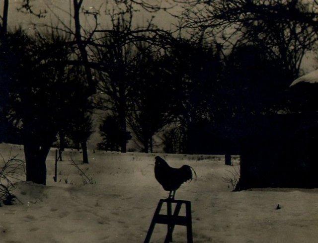 Found Image - Rooster on Stool