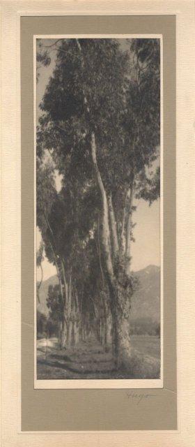 Leopold Hugo: Eucalyptus Trees