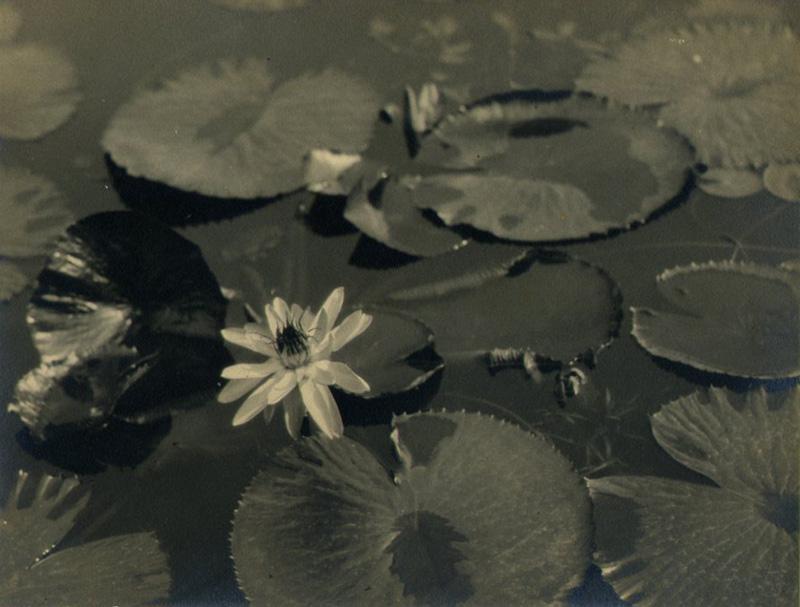 Pictorailist image: Lilly Pond