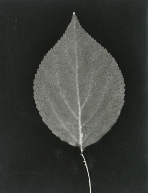 Leaf photogram