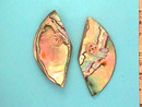 Abalone/Paua Shell Earrings,Unusual,Prcd