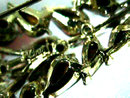 CORO Autumn Brooch Rhinestones Vintage Beauty!