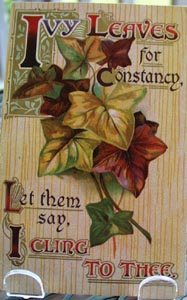 Ivy Leaves for Constance Post Card