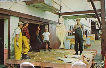 Unloading Halibut at Prince Rupert B.C. PC