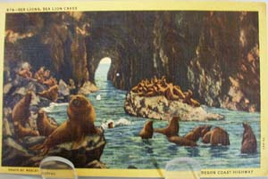 Sea Lions Oregon Coast Postcard