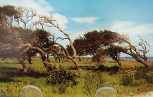 Leaning Trees Gulf Coast Tx. Postcard