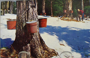 Gathering Maple Sap in Vermont Postcard