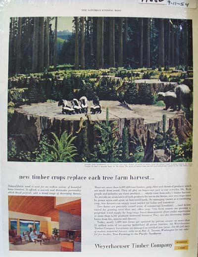 Weyerhaeuser Timber Co Replaces Trees Ad 1954