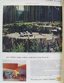 Weyerhaeuser Timber Co Replaces Trees Ad 1954