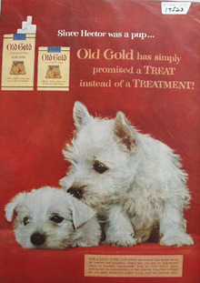 Old Gold Cigarettes & Wire Haired Puppies Ad 1954