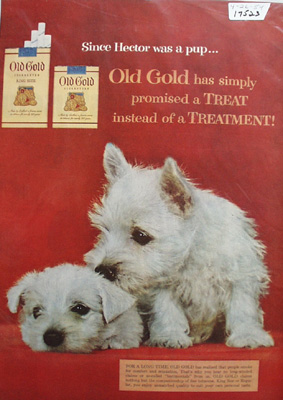 Old Gold Cigarettes & Wire Haired Puppies Ad 1954