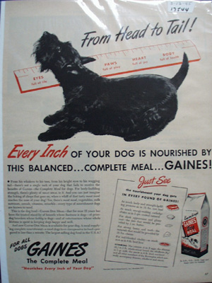 Gaines & Scott Terrier By Ruler Ad 1945