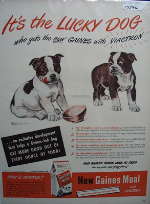 Gaines & Bull Dog Puppies Ad 1948