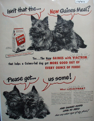 Gaines & Four Scotties Ad 1948