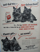 Gaines & Four Scotties Ad 1948