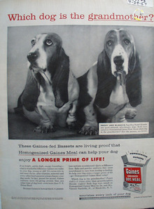 Gaines Grandmother Basset Ad 1957