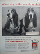 Gaines Grandmother Basset Ad 1957