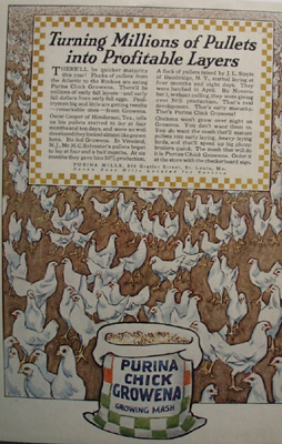 Purina Chicken Food Ad 1927