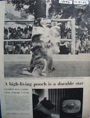 Lassie Is Durable Star Picture & Article 1956