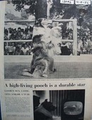 Lassie Is Durable Star Picture & Article 1956