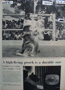 Lassie High Living Pooch Article 1956