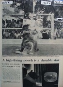 Lassie High Living Pooch Article 1956