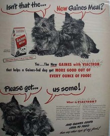 Gaines Dog Food & Two Scotties Ad 1948