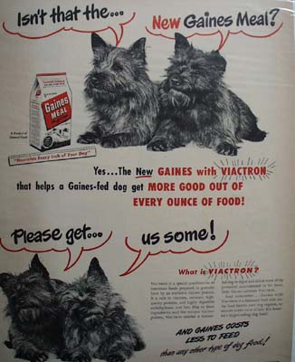 Gaines Dog Food & Two Scotties Ad 1948