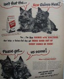 Gaines Dog Food & Two Scotties Ad 1948