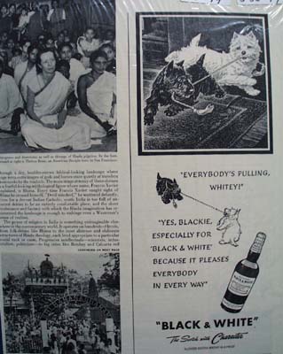 Black & White Whiskey Scottie Everybodies Pulling Ad 1949