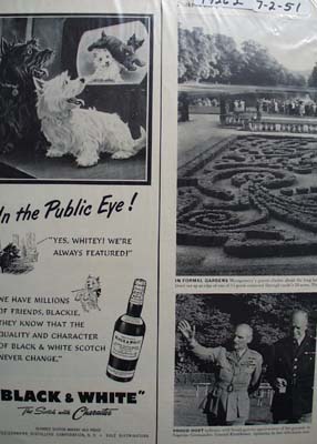 Black & White Whiskey Scottie Public Eye Ad 1951