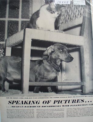 Fightighting like cats and dogs political photo Ad 1946.