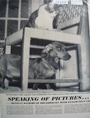 Fightighting like cats and dogs political photo Ad 1946.