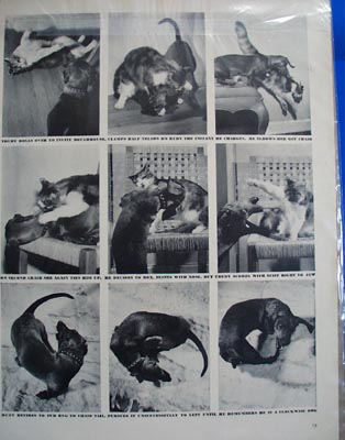 Fightighting like cats and dogs political photo Ad 1946.