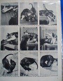 Fightighting like cats and dogs political photo Ad 1946.