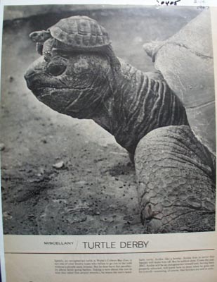 Turtle Derby Article 1967.