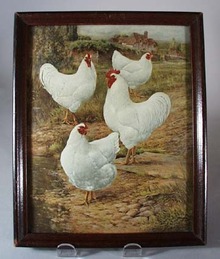 White Chickens and Rooster Print.