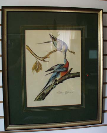 Passenger Pigeon Audubon print for Ethan Allen