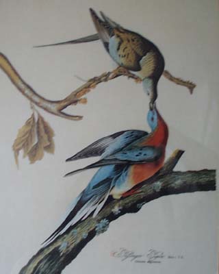 Passenger Pigeon Audubon print for Ethan Allen