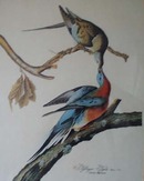 Passenger Pigeon Audubon print for Ethan Allen
