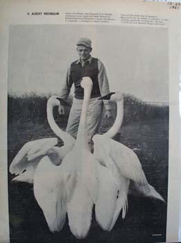 Swans Picture 1961