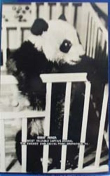 Giant Panda Zoological Park Brookfield Ill Postcard