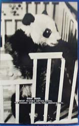 Giant Panda Zoological Park Brookfield Ill Postcard