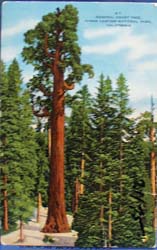 General Grant Tree Calif Postcard