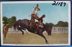 Cowboy Parting Company With Horse Postcard