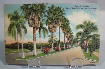 Florida Tropical Avenue1944 Linen postcard
