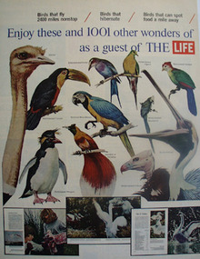 Birds Enjoy These As Guest of Life Ad 1965