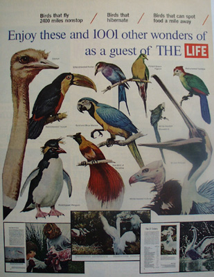 Birds Enjoy These As Guest of Life Ad 1965