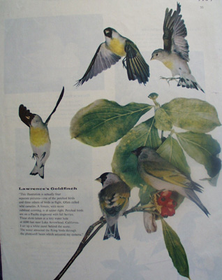 Lawrences Goldfinch or Wild Canaries Pictures 1957
